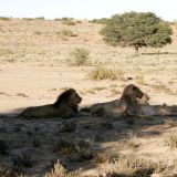 Schon am zweiten Tag im Kgalagadi Transfrontier Park stossen wir auf ein sechsköpfiges Löwenrudel.
