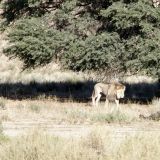 Ein weiterer König der Tiere, immer noch im Kgalagadi Transfrontier Park.
