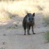 Eine braune Hyäne bei den Mabuasehube Pans.
