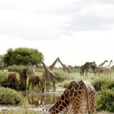 15 Giraffen tummeln sich rund ums Wasserloch herum.

