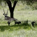 Kleine Warzenschweine tummeln sich vor einem Oryx.
