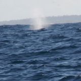 In Nordbrasilien trifft man die Buckelwale an
