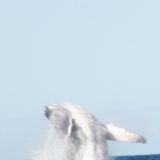 Seltener Anblick, der Buckelwal springt mit seinem ganzen Körper aus dem Wasser und erzeugt eine Flutwelle
