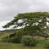 Der patagonische Wind geht auch an den Bäumen nicht spurlos vorüber
