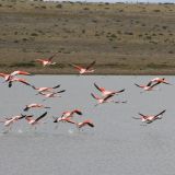 Vielfach treffen wir wilde Flamingos an
