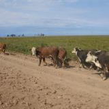 Viehherden versperren uns den Weg durch das Sumpfgebiet von Ibera.
