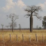 Flaschenbaum inmitten der Savannen-Landschaft. Auf dem Weg nach Brasìlia
