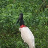 Das Wappentier des Pantanal, der Jabirú-Storch. Gehört zu der grössten Storchenart der Welt
