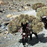 Unterwegs treffen wir auf Einheimische, die mit ihren Eseln getrocknete Sträucher von den Berghängen ins Dorf transportieren.
