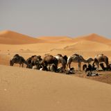 Die Kamele ruhen sich zwischen den Touren aus.
