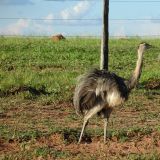 Emus wandern durch die Savanne
