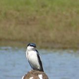 Edles Gefieder: ein Swallow ruht sich auf einem Zaunpfosten aus.
