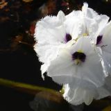 Die Blüte der Wasserlilien
