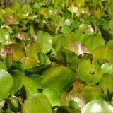 Wasserpflanzen ziehen sich wie ein Teppich über Pantanals überspülte Weideflächen
