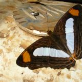 Erwischt: Wunderschöner Schmetterling sonnt sich auf dem warmen Aluminiums unseres Landys.
