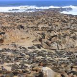 Über 100´000 Seerobben räkeln sich hier am Strand von Cape Cross
