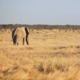 Etosha Nationalpark

