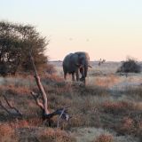 Elefanten-Bulle im Anmarsch… alles vor ihm muss den Weg räumen.
