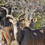 Stolzes Kudu-Männchen
