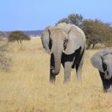 Elefantenkuh mit Sprössling
