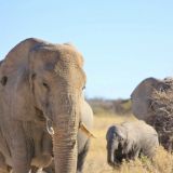Elefanten-Karawane
