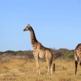 Giraffen mit Meinungsverschiedenheit
