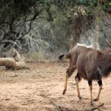 Nyala Antilope im Mkuze Game Reserve
