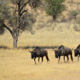 Gnu-Herde im Kgalagadi Transfrontier Park

