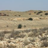 Trockene Halbwüstenlandschaft im Kgalagadi Transfrontier Park
