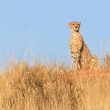 Seltener Schnappschuss: Ein Gepard thront stolz auf einer Kuppe und überblickt das Tal.
