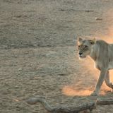 Löwin in der Morgensonne auf dem Weg zum Wasserloch
