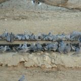Sobald das Wasserloch wieder frei wird, stürzen sich Hunderte Tauben aufs Loch.

