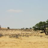 Einsamer Springbok im Schatten einer Akazie
