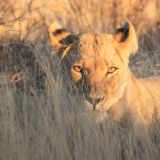 Löwin bei Sonnenuntergang, nicht weit von unserem Bushcamp entfernt
