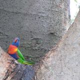 Ein Regenbogenlori badet in seinem „Baumpool“
