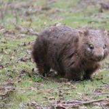 Wombat
