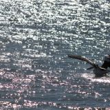 Pelikan im Landeanflug
