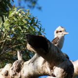 Australiens Nationalvogel: Der Kookaburra
