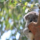 Sind sie nicht niedlich, die kleinen Koalas?
