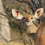 Kudu-Weibchen
