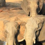Elefanten am Wasserloch im Senyati Camp bei Kasane
