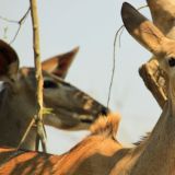 Kudu-Weibchen im Chobe NP
