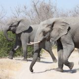 Elefanten im Anmarsch… da wackelt der Boden!
