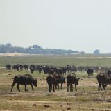 Bueffel-Herde im Chobe NP
