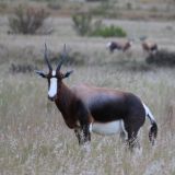Buntbok im Bontebok Nationalpark
