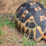 Solche Schildkröten laufen hier in Südafrika überall herum… auch in der Halbwüste??? Eigenartig…

