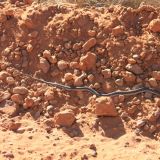 Sand Snake
