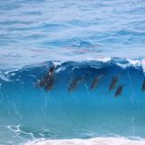 Eine Delfinfamilie kommt zu Besuch - Die besten Surfer der Welt ;-)
