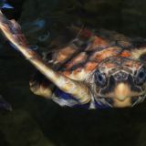 Meeresschildkröte an der Shark Bay

