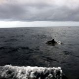 Auf der Fahrt nach Sardinien begleiten uns die Delphine
